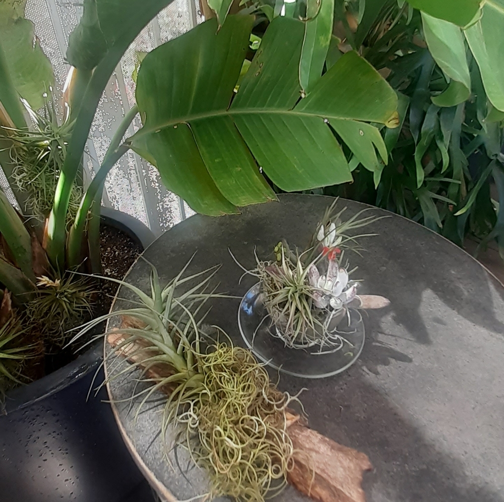 $26/ 2 AIR PLANT Thilandsia boho Home garden decor - Picture 7 of 11